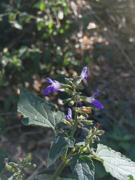 Image of Santa Catalina Mountain sage