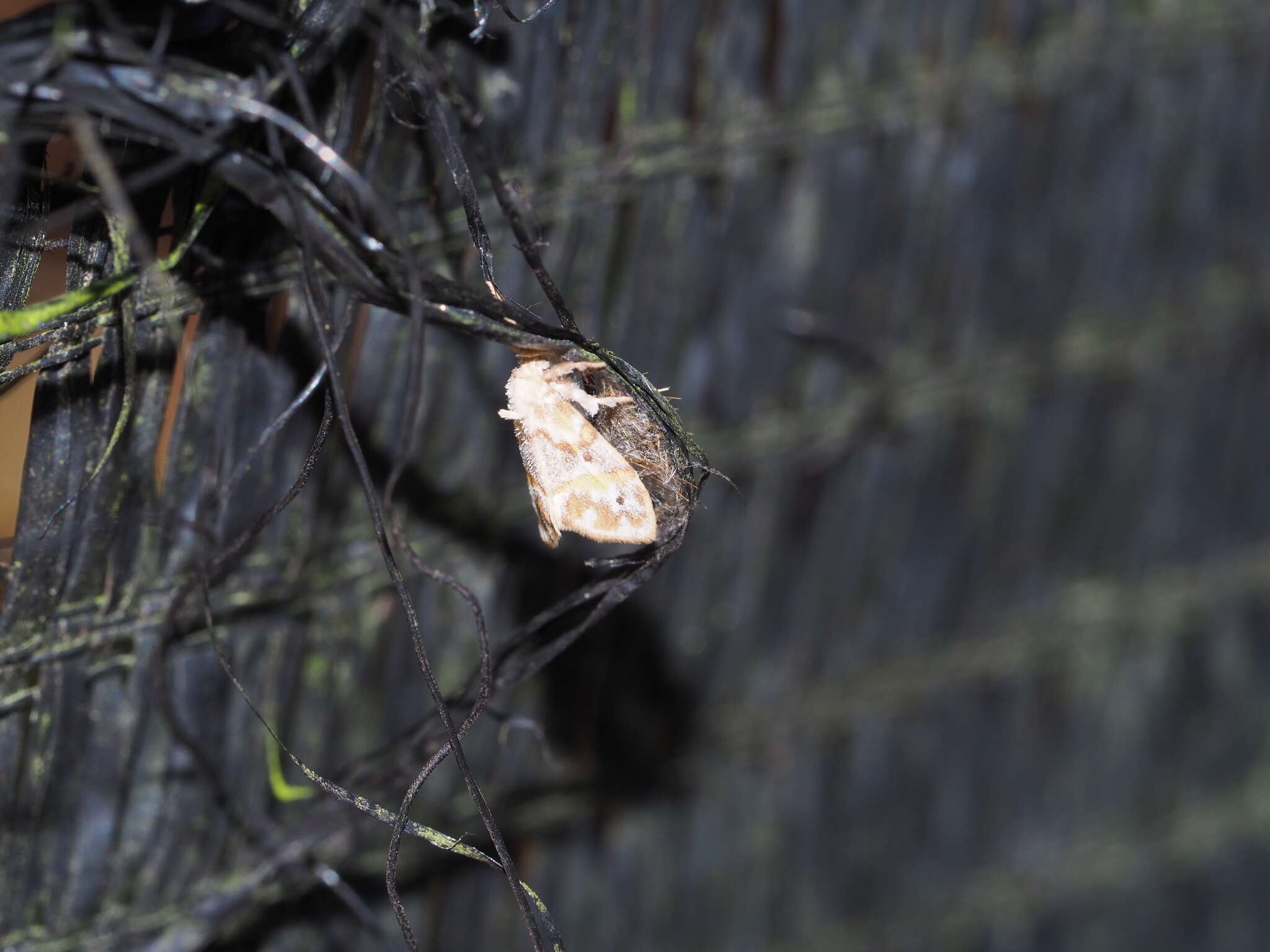 Image of Nudaria diaphanella