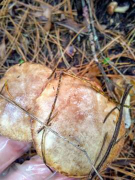 Image of Slippery white bolete