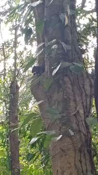 Image of Jungle Palm Squirrel