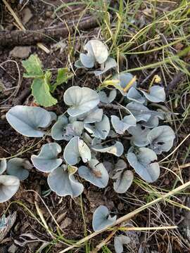 Image of silver ponysfoot