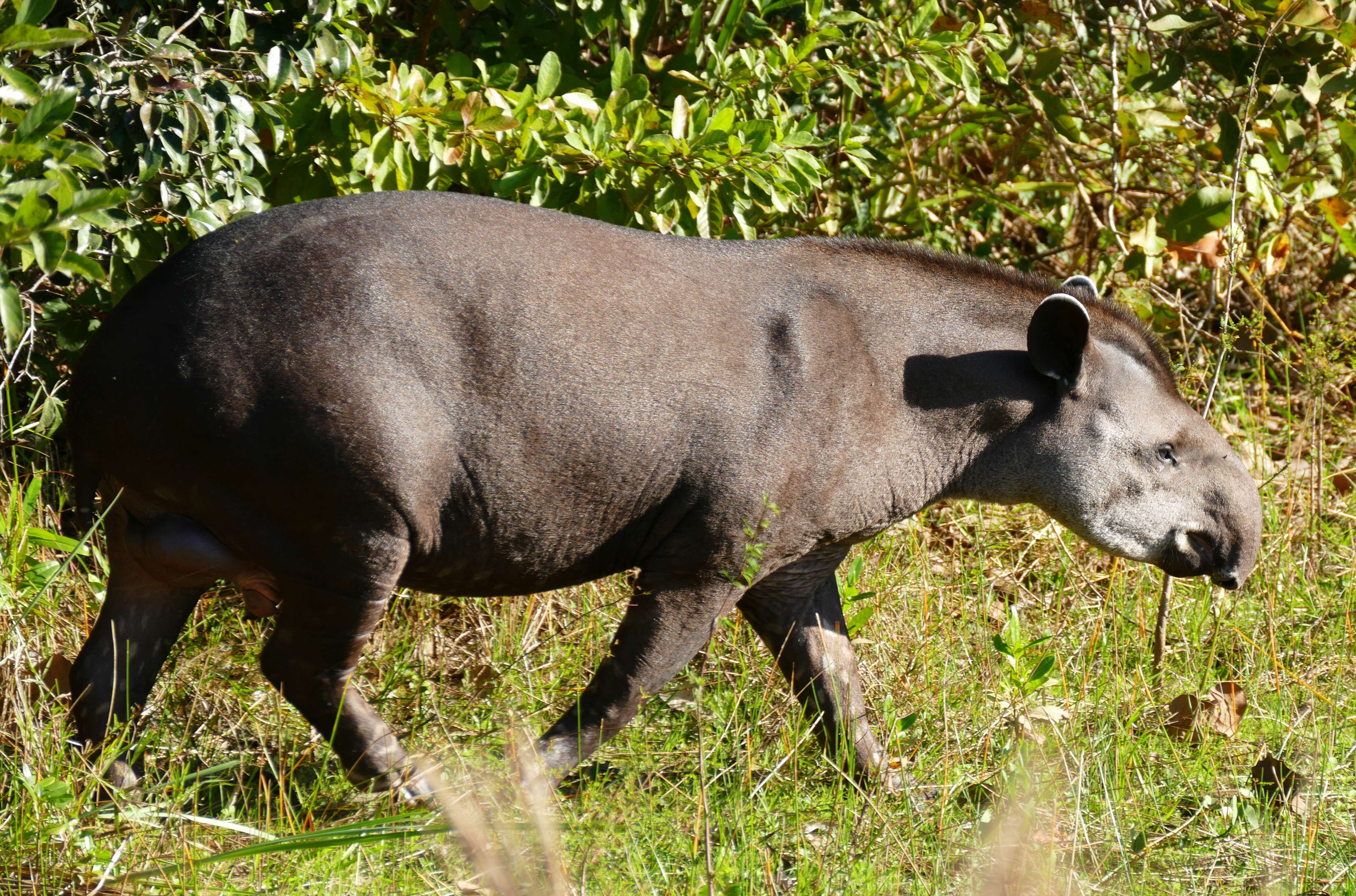 Image of Brazilian Tapir