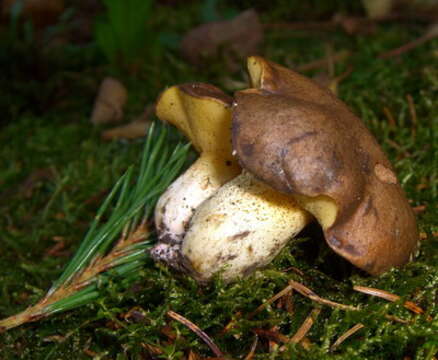 Image of Suillus collinitus (Fr.) Kuntze 1898