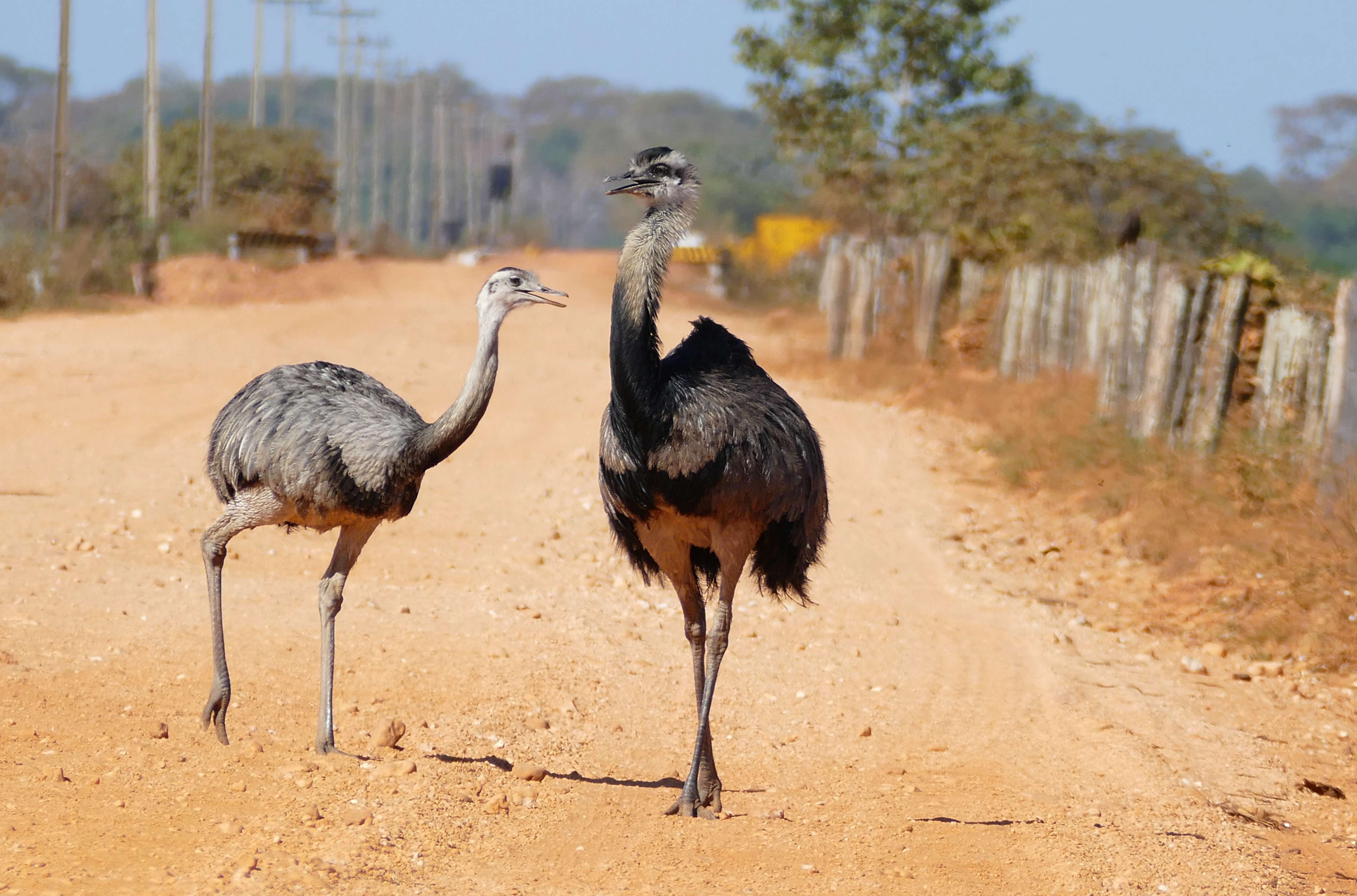 Image of Common Rhea