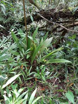 Image of Phaius pulchellus var. sandrangatensis Bosser