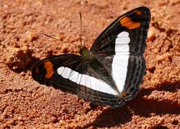 Image of Adelpha erotia