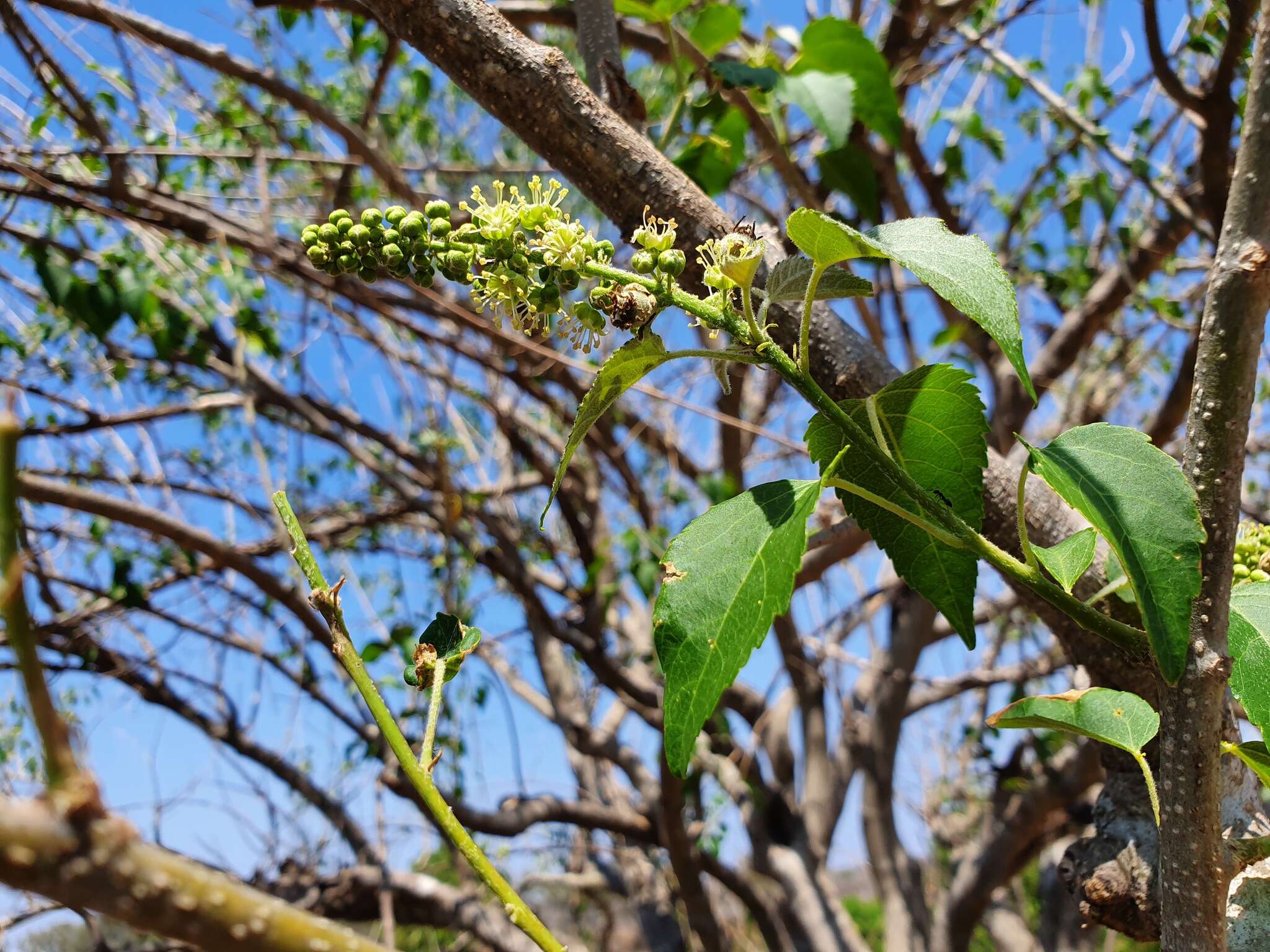 Image of Feverberry