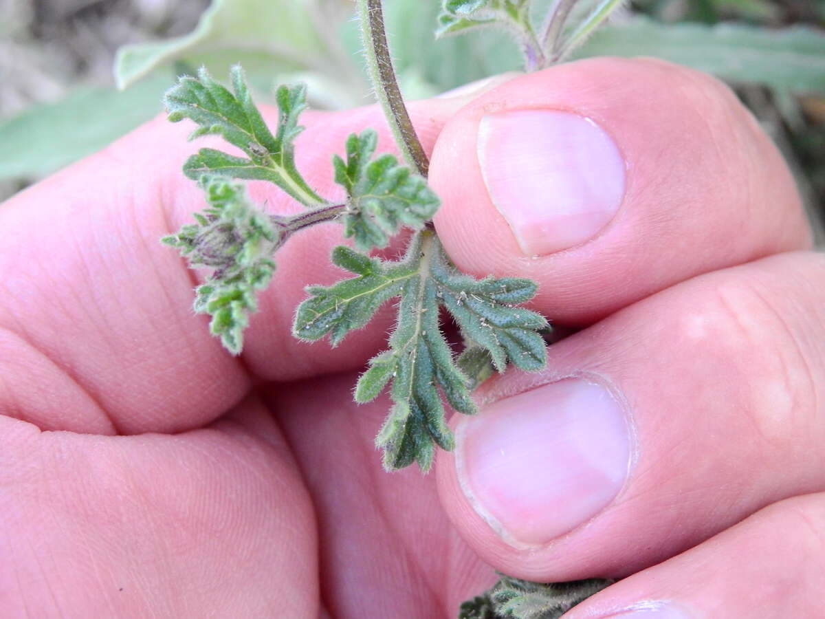 Image of Glandularia venturii (Moldenke) Botta