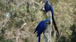 Image of Hyacinth Macaw