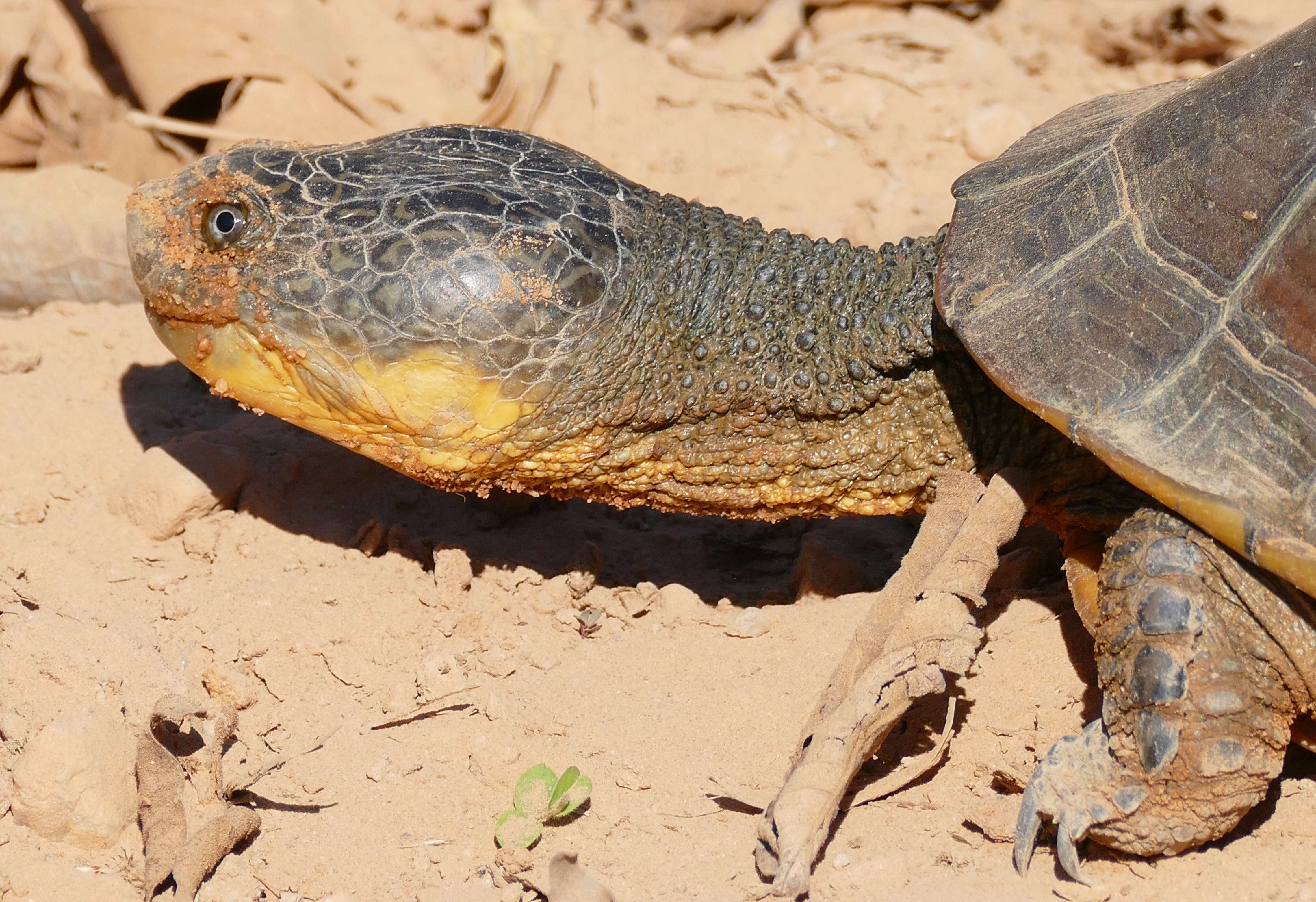 Imagem de Acanthochelys macrocephala (Rhodin, Mittermeier & Mcmorris 1984)