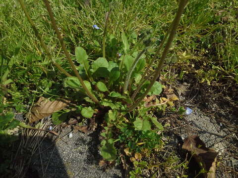 Image of Crepis sancta subsp. nemausensis (P. Fourn.) Babc.