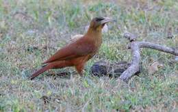 Image of Great Rufous Woodcreeper