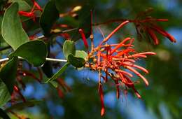 Image of Psittacanthus calyculatus (DC.) G. Don