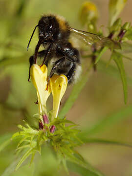 Image of Small garden bumblebee