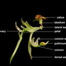 Image of Robust elbow orchid