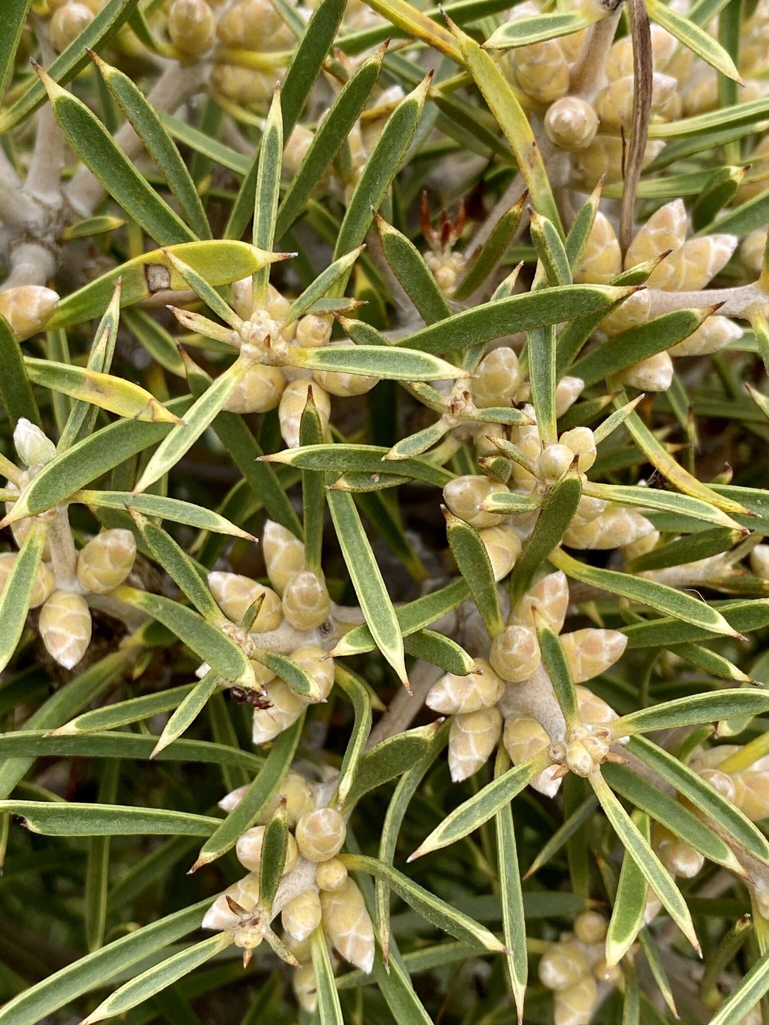 Image of Hakea corymbosa R. Br.