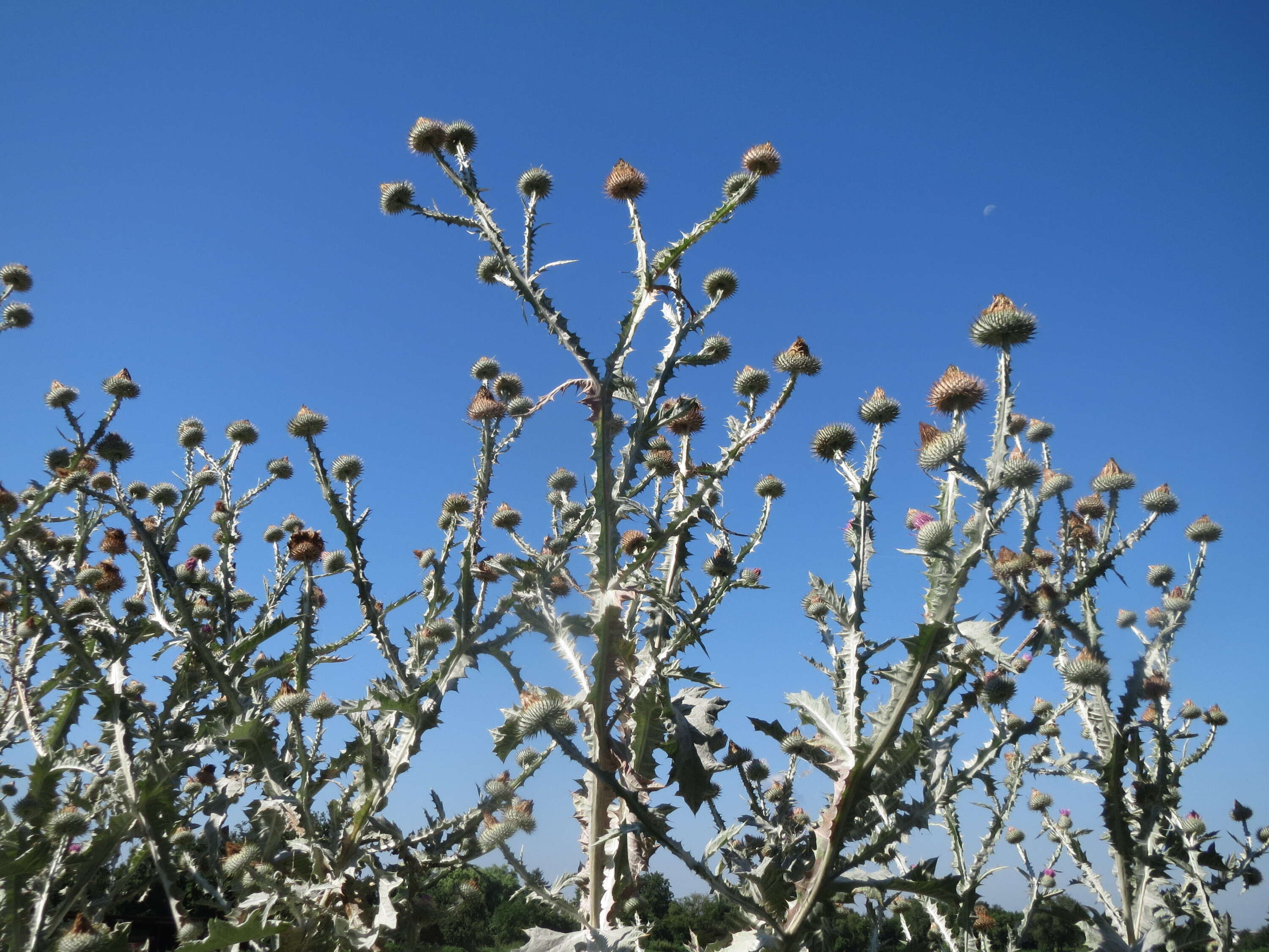 Image of Cotton Thistle