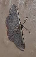 صورة Idaea costaria Walker 1863