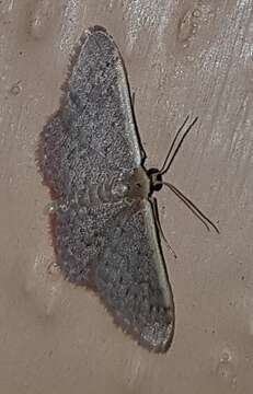 Image of Idaea costaria Walker 1863