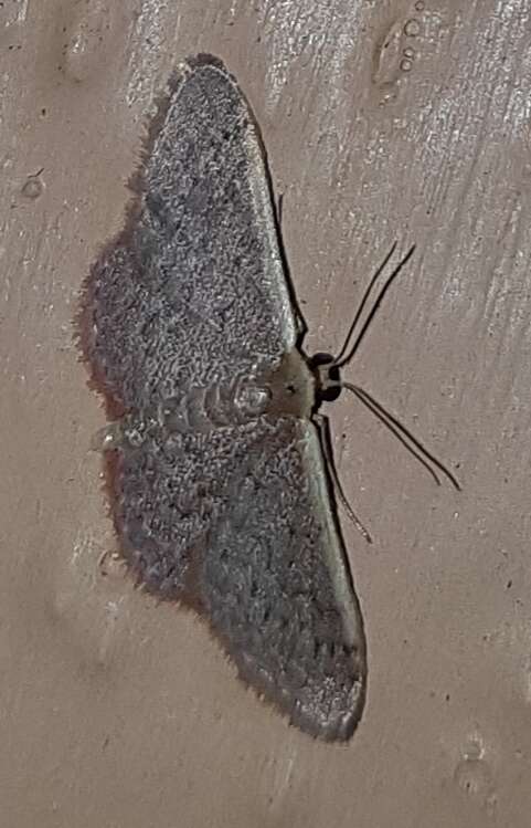 Image of Idaea costaria Walker 1863