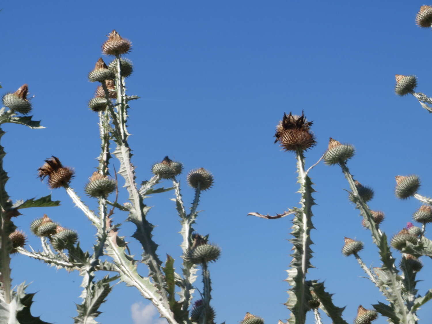 Image of Cotton Thistle