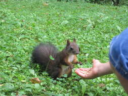 Image de Sciurus subgen. Sciurus Linnaeus 1758