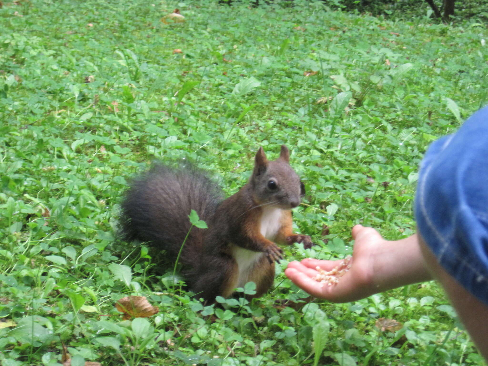 Image de Sciurus subgen. Sciurus Linnaeus 1758