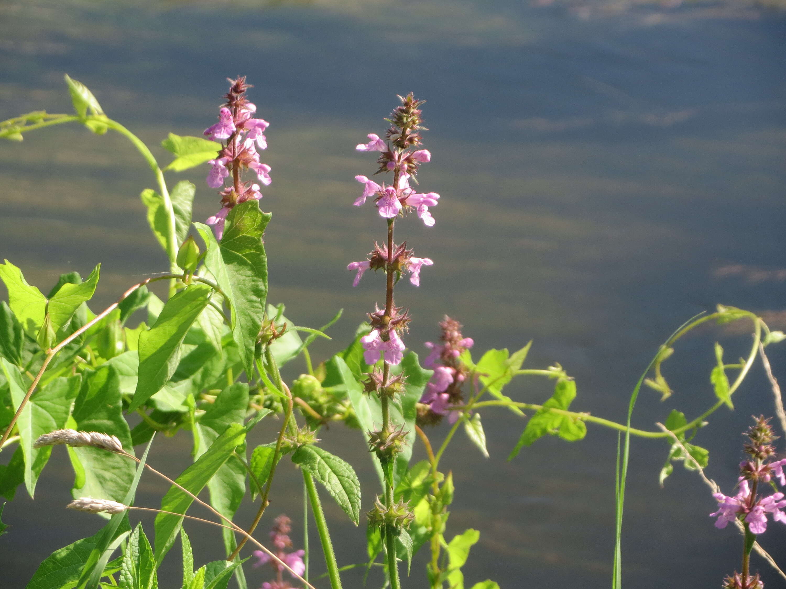 Слика од Stachys palustris L.