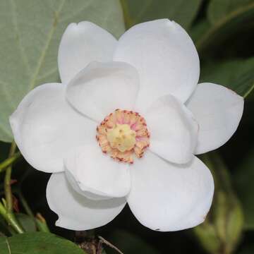 Image of Magnolia sieboldii K. Koch