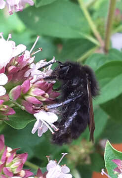 Image of Small garden bumblebee