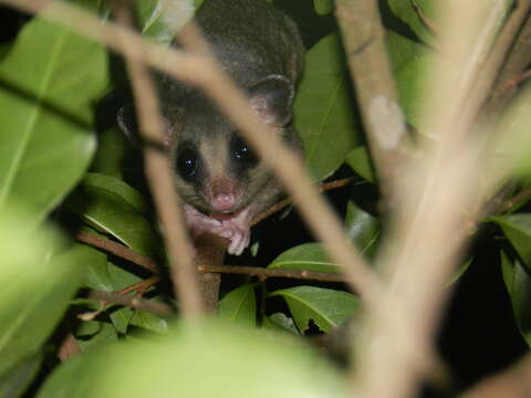 Image of Tate's Woolly Mouse Opossum