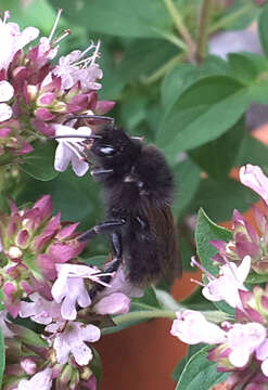 Image of Small garden bumblebee