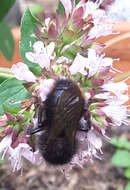 Image of Small garden bumblebee