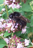 Image of Small garden bumblebee