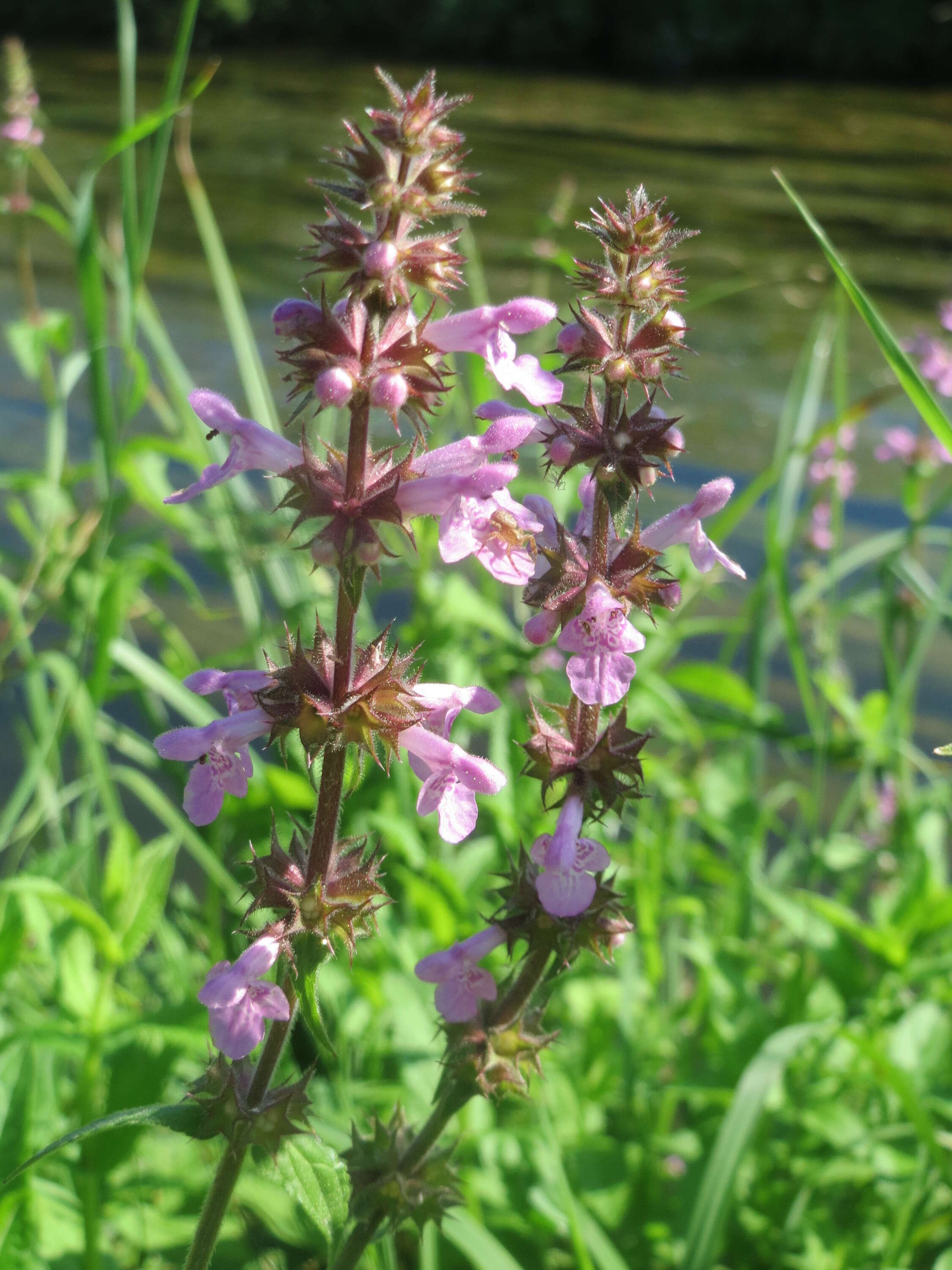 Слика од Stachys palustris L.