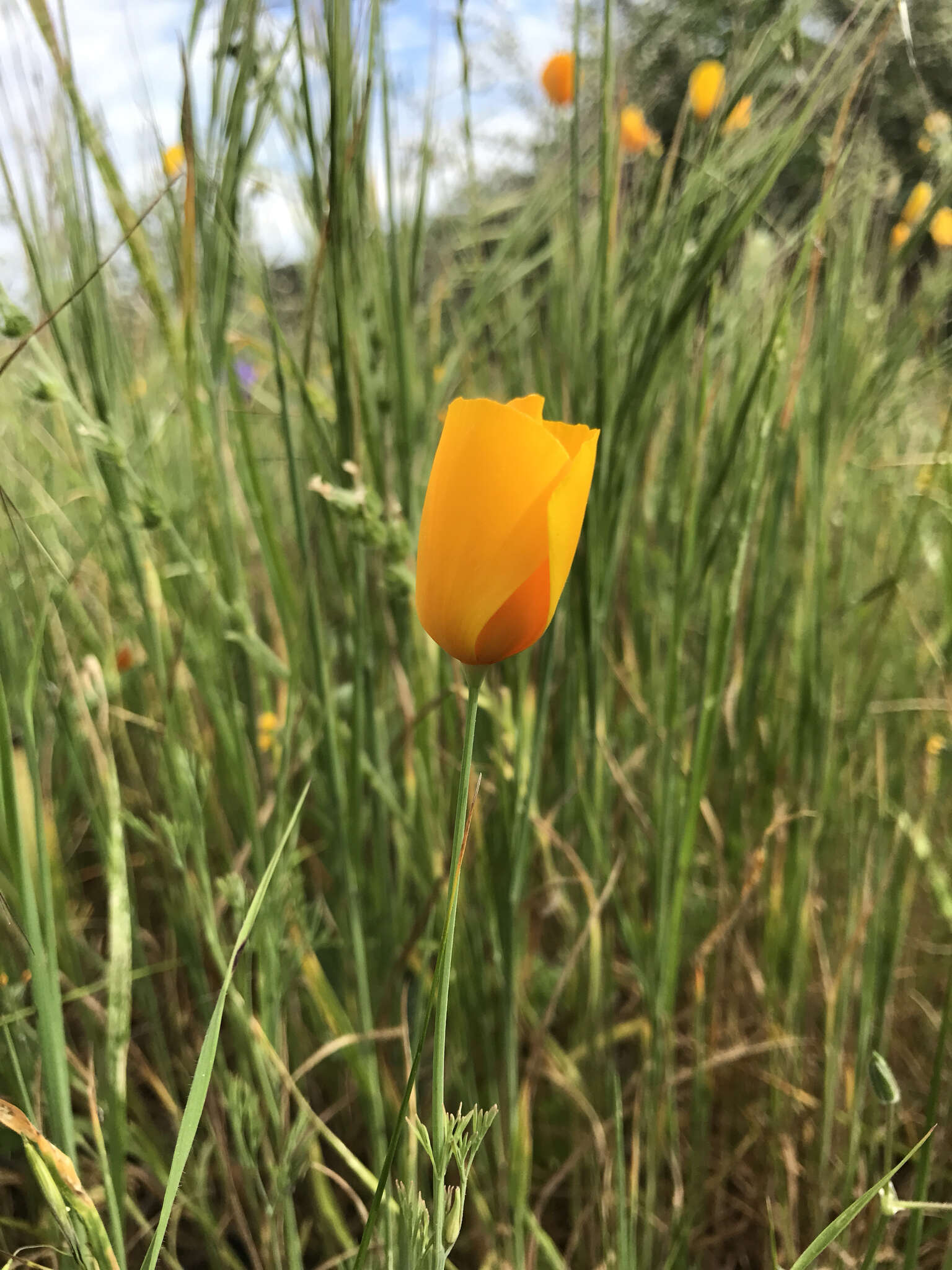 Image of tufted poppy