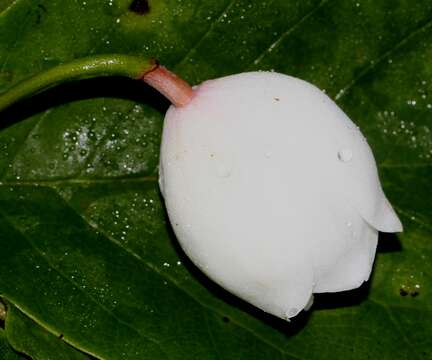 Image of Magnolia sieboldii K. Koch