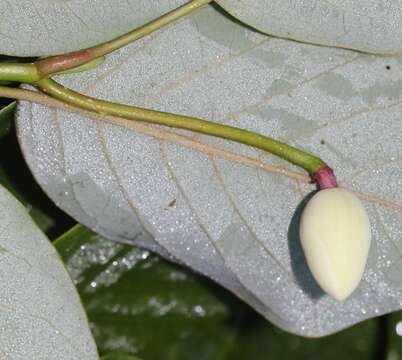 Image of Magnolia sieboldii K. Koch