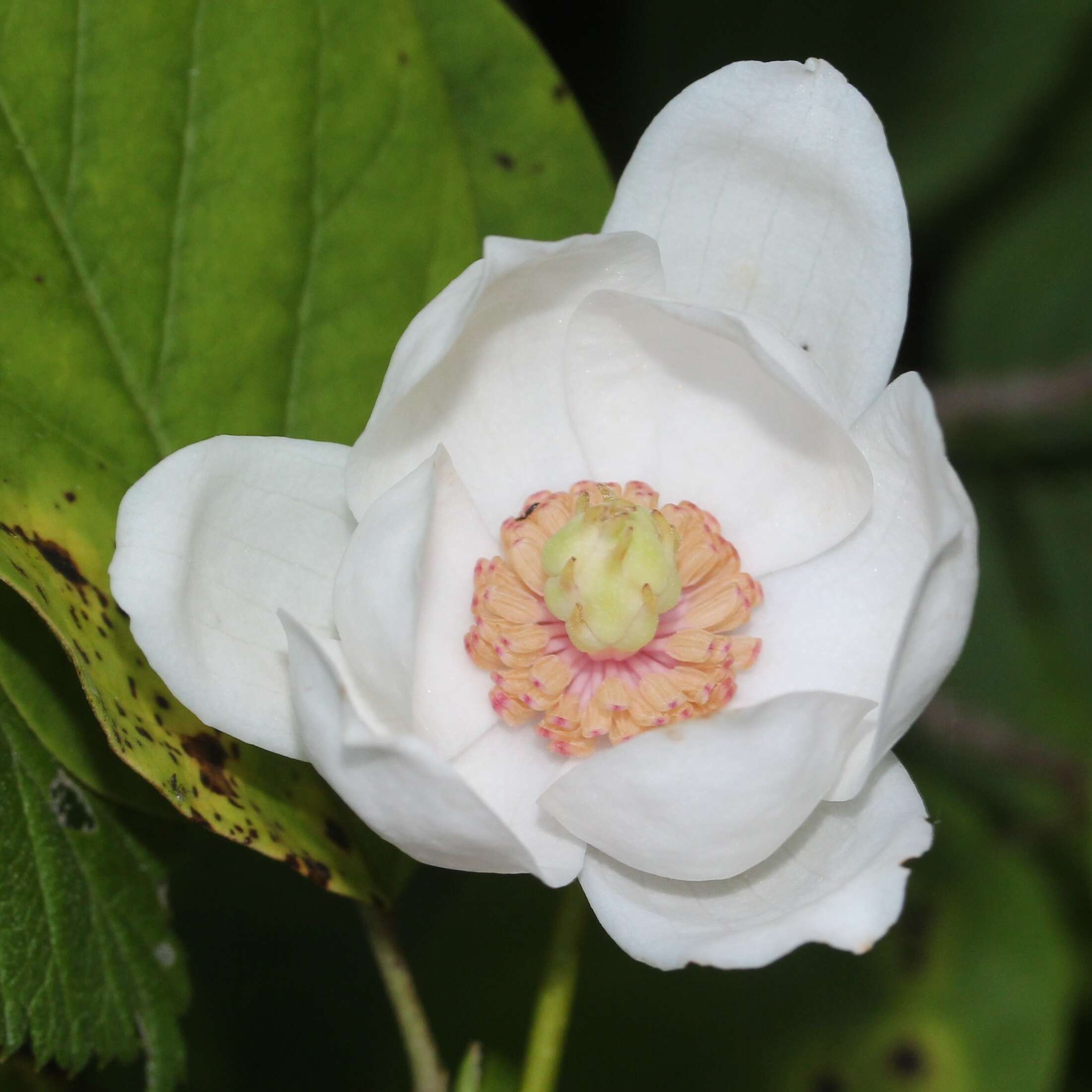 Image of Magnolia sieboldii K. Koch