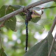 Image of Riffle Darner