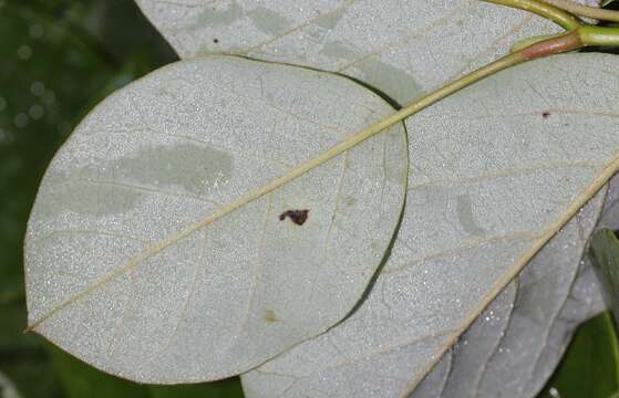 Image of Magnolia sieboldii K. Koch