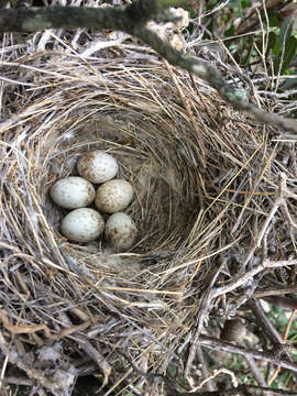 Image of San Clemente loggerhead shrike