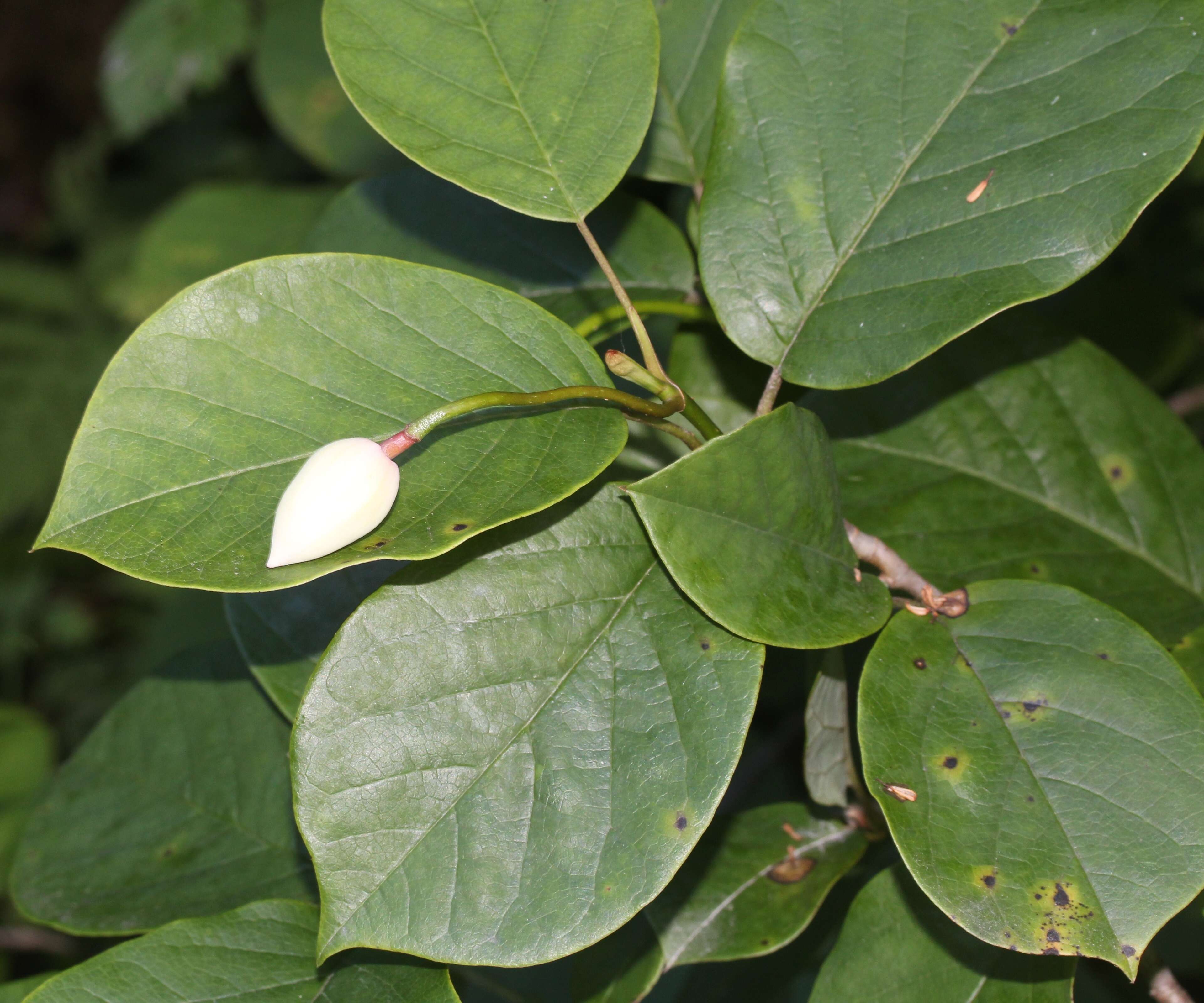 Image of Magnolia sieboldii K. Koch