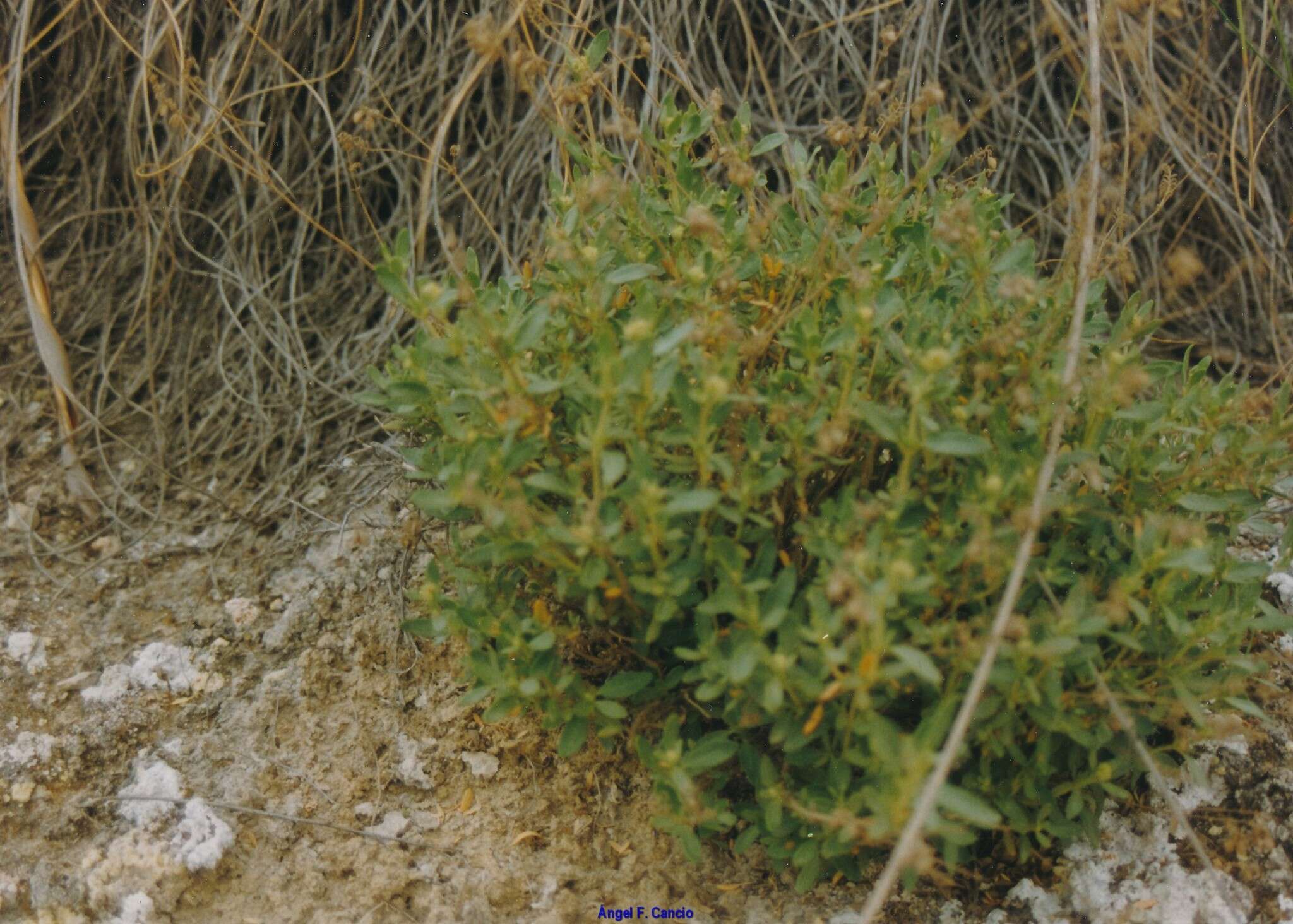 Image of Helianthemum squamatum (L.) Pers.