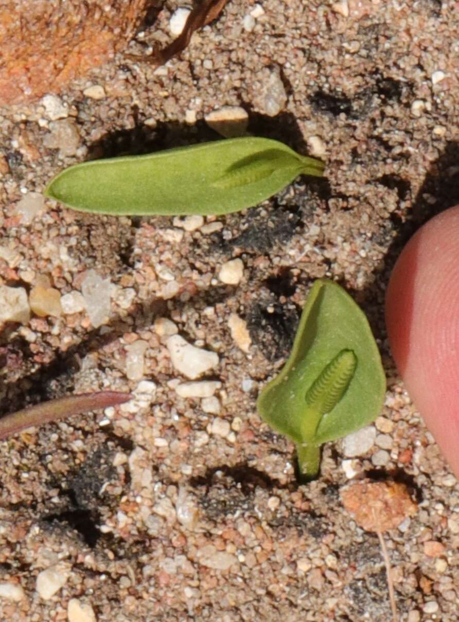 Image of <i>Ophioglossum <i>polyphyllum</i></i> var. polyphyllum