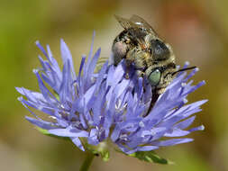 Image of Anthophora bimaculata (Panzer 1798)