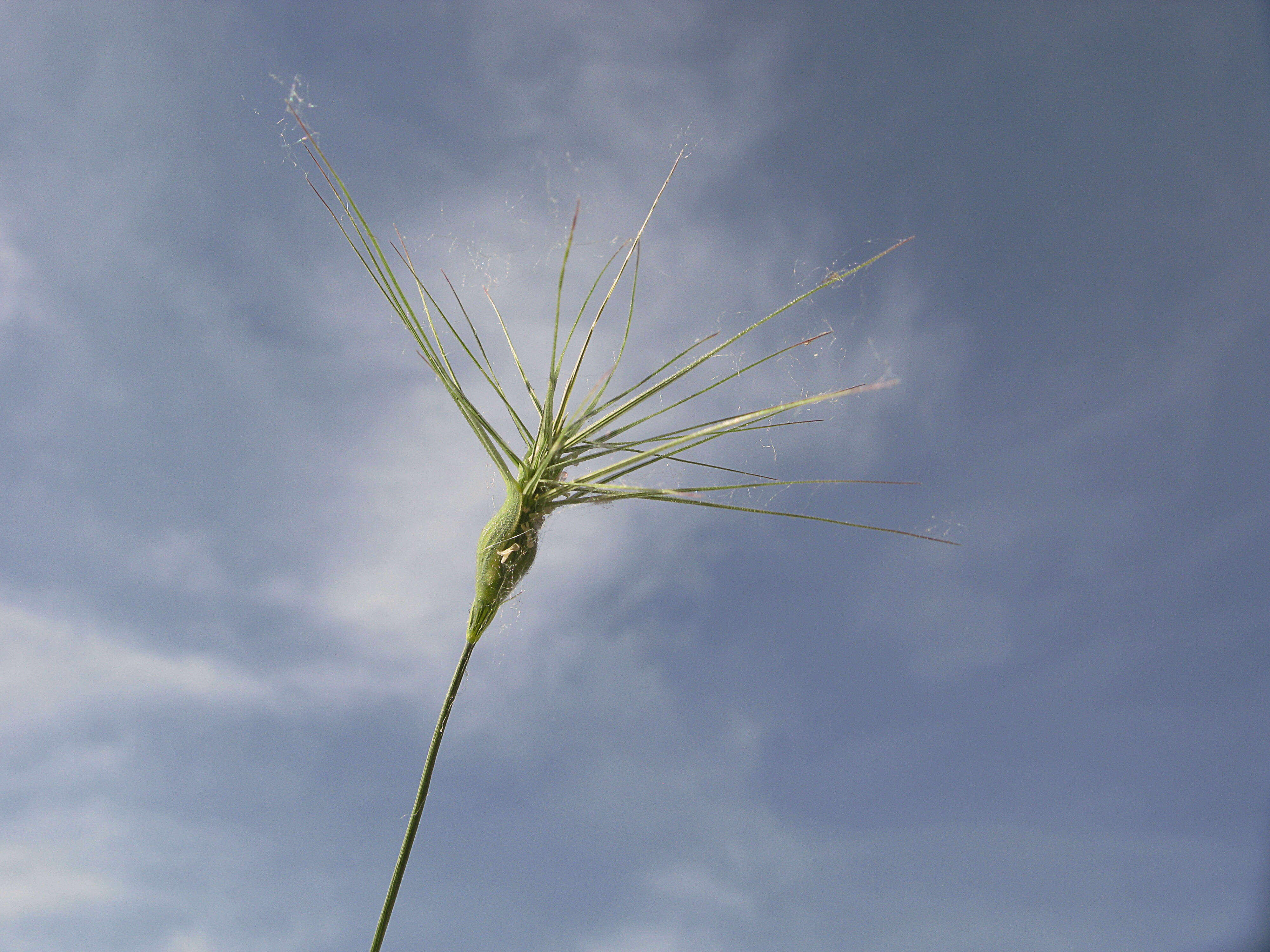 Image de Aegilops geniculata Roth