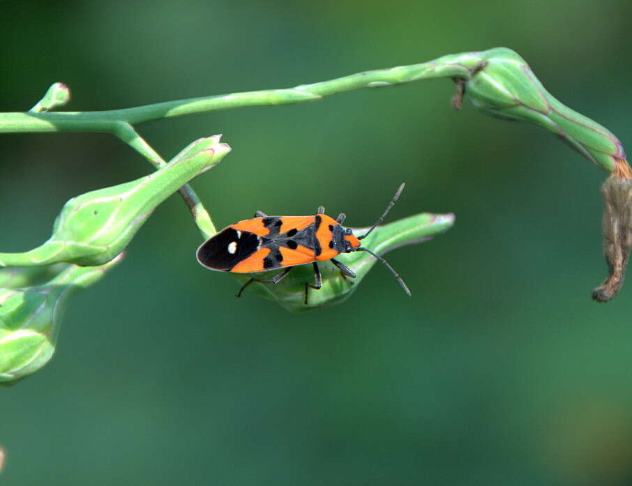 صورة Lygaeus equestris (Linnaeus & C. 1758)