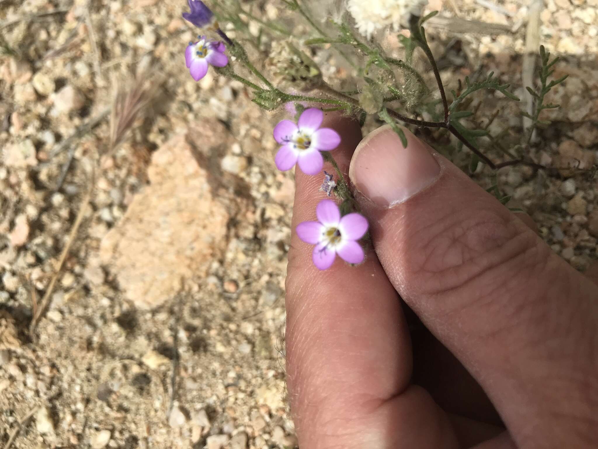 Image of Nevada gilia