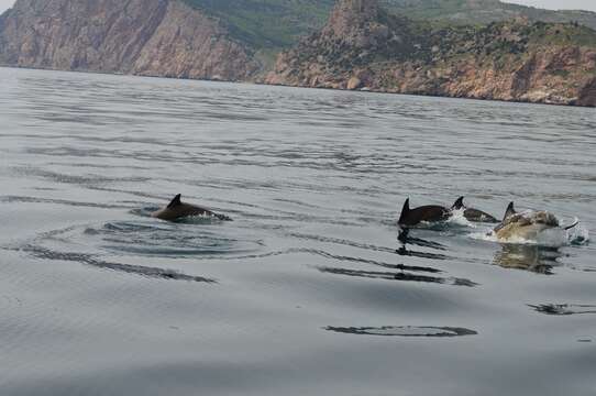 Image of Black Sea common dolphin